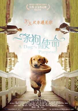 美女视频网站久久